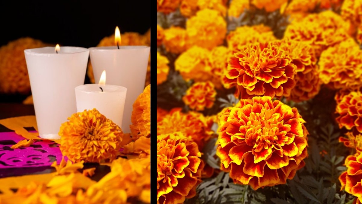 Las Flores de Cempasúchil destacan por su olor fuerte | Especial IA Discover Milenio