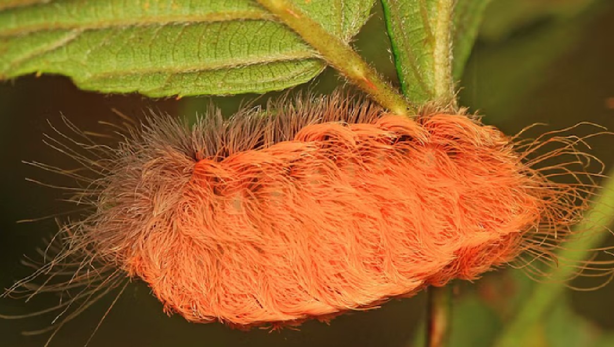 Advierten por avistamiento de oruga peluche | IA DISCOVER