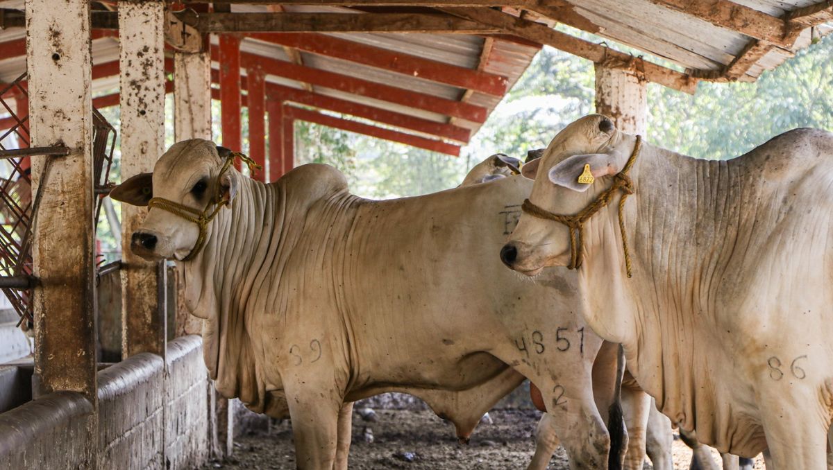 Confirman ausencia de animales infectados en Nuevo León. | Especial