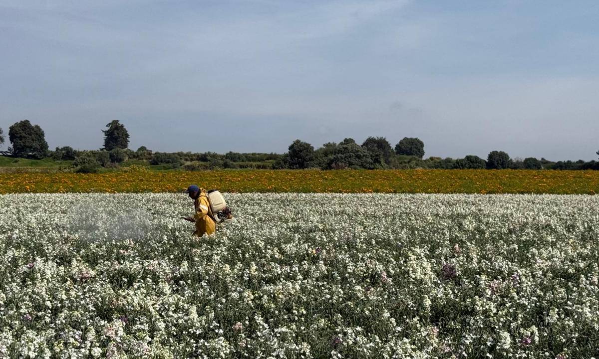 Las flores de Día de Muertos no podrán terminar con su crecimiento a tiempo por el exceso de agua. Foto: (Mario C. Rodríguez)
