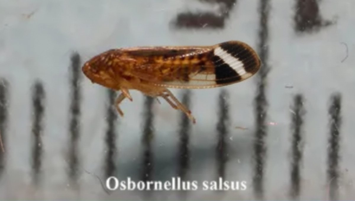 El insecto provocó que la carga fuera regresada a México. | Especial