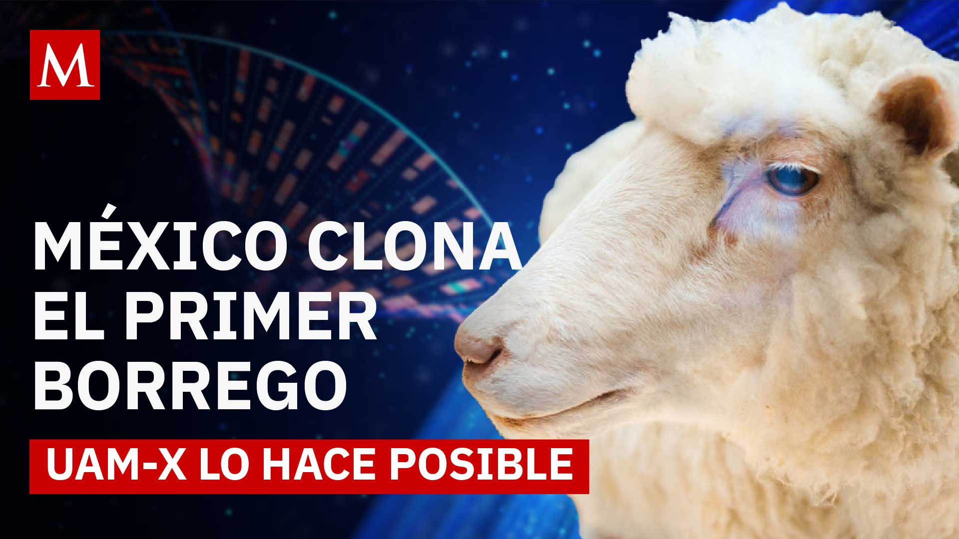 México logra su primer borrego clonado gracias a la UAM; un hito científico en biotecnología