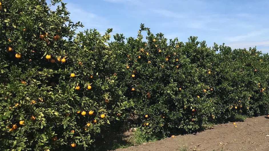 Durante octubre, el precio de la naranja Valencia mediana mostró altibajos en distintas regiones del país | Especial