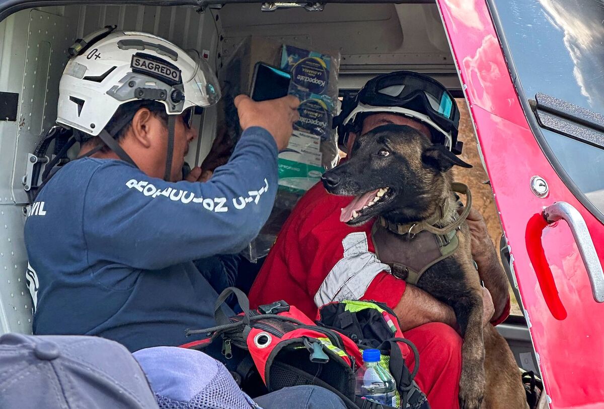 'Pingo' es un perro originario de Colima que trabaja junto a su cuidador en localizar cuerpos. | Especial