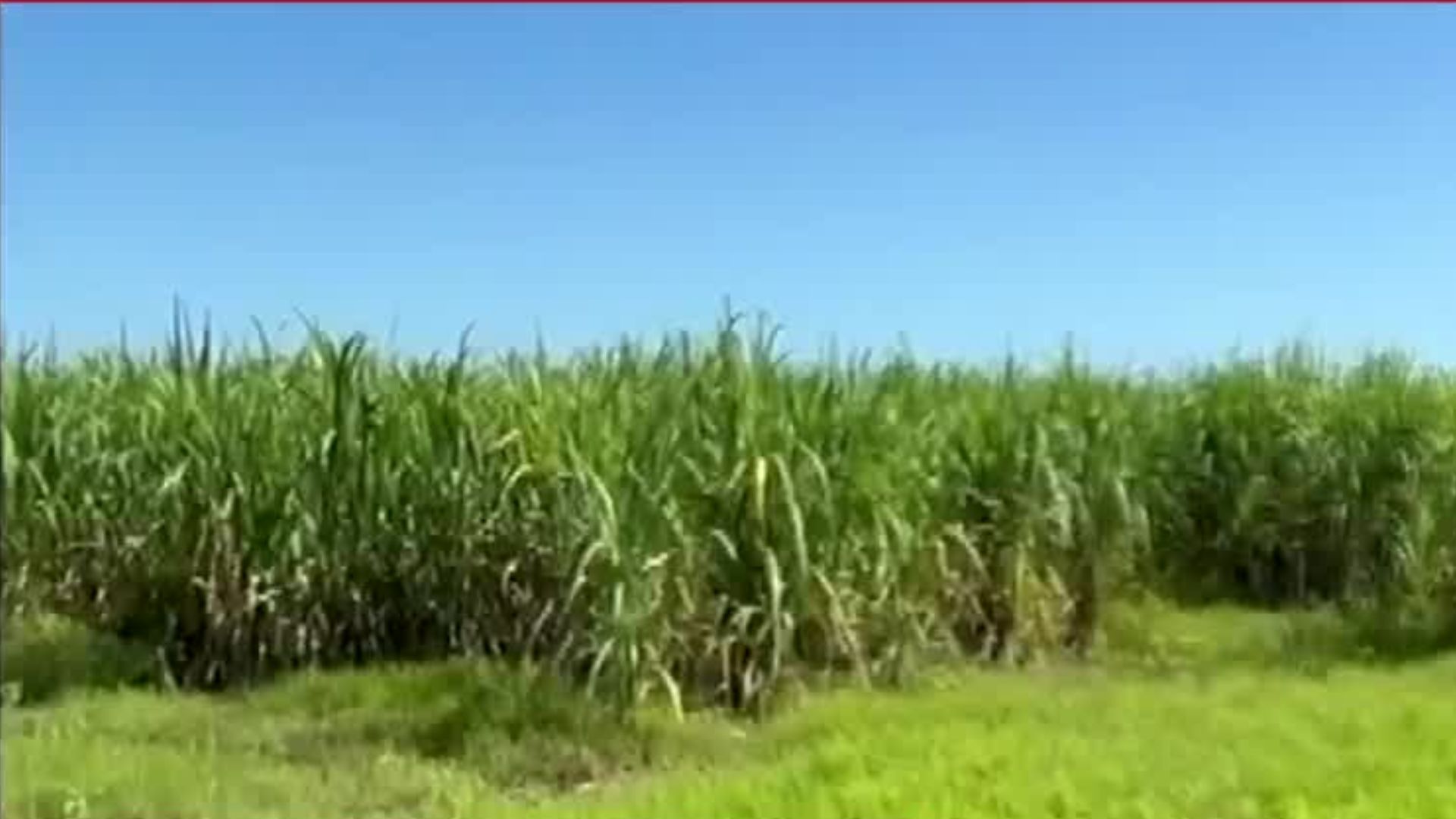 En Quintana Roo, productores cañeros reportan pérdidas millonarias