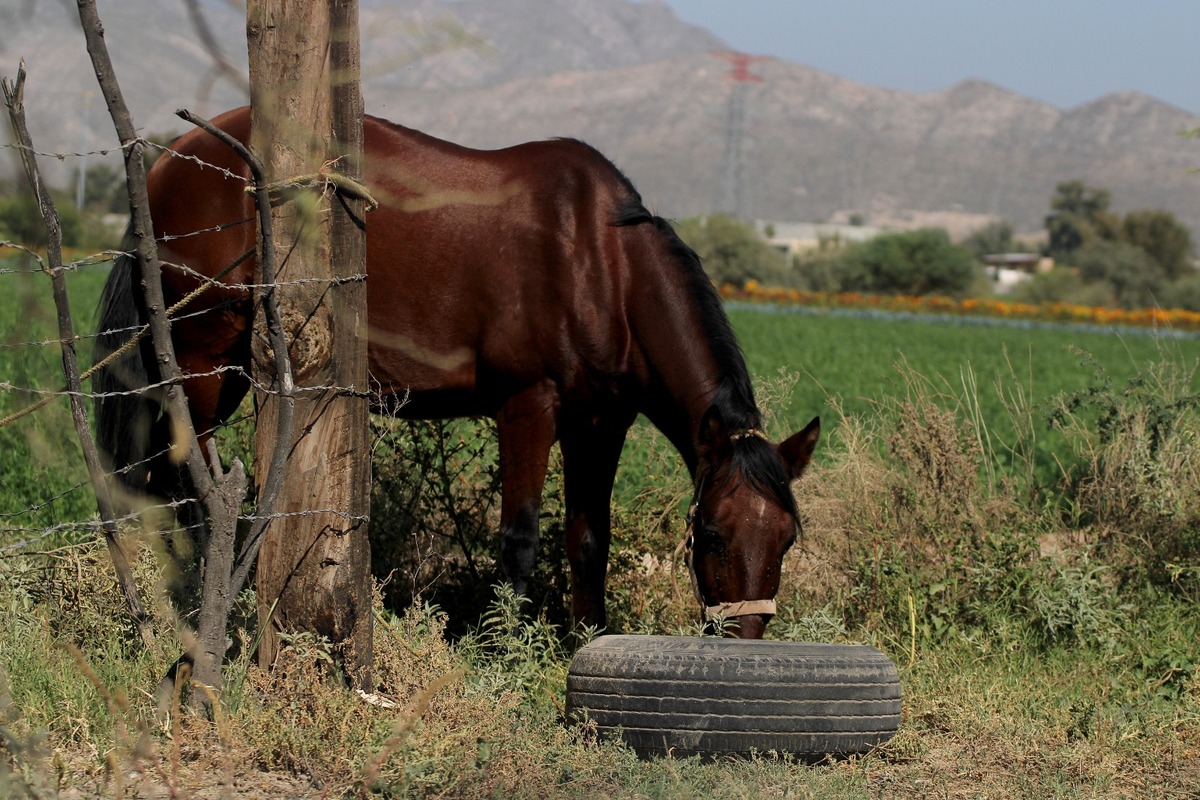 La Unión Ganadera Regional de Durango aclara que la carne de caballo no es mala, pero es fraude.| Archivo
