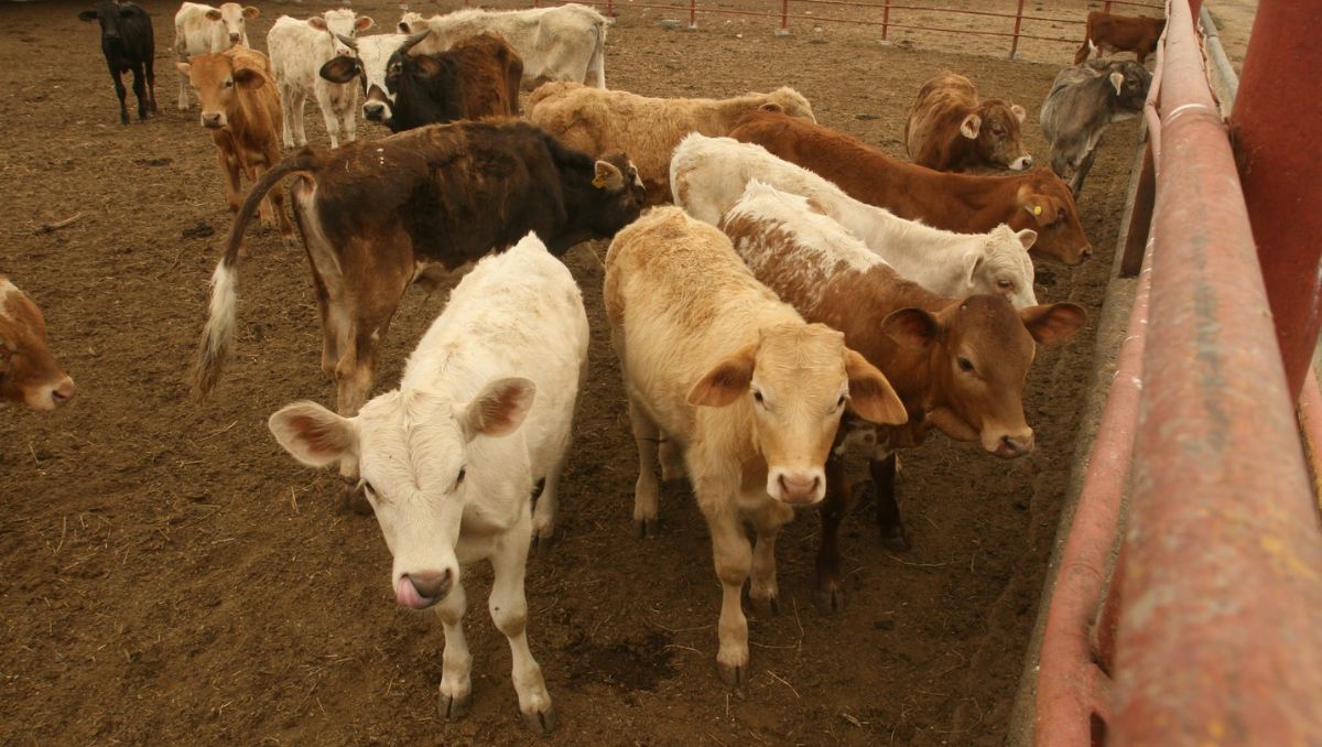 Autoridades estadunidenses y de México mantendrán vigilancia epidemiológica intensiva por al menos seis semanas más. Archivo