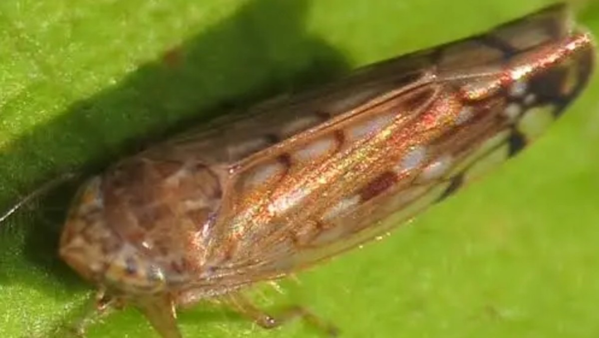 CBP identificó al insecto que puede infectar de Osbornellus salsus | Especial Discover