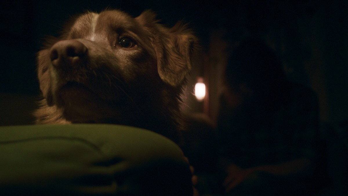 Good Boy, la nueva cinta de terro protagonizada por un perrito | Especial
