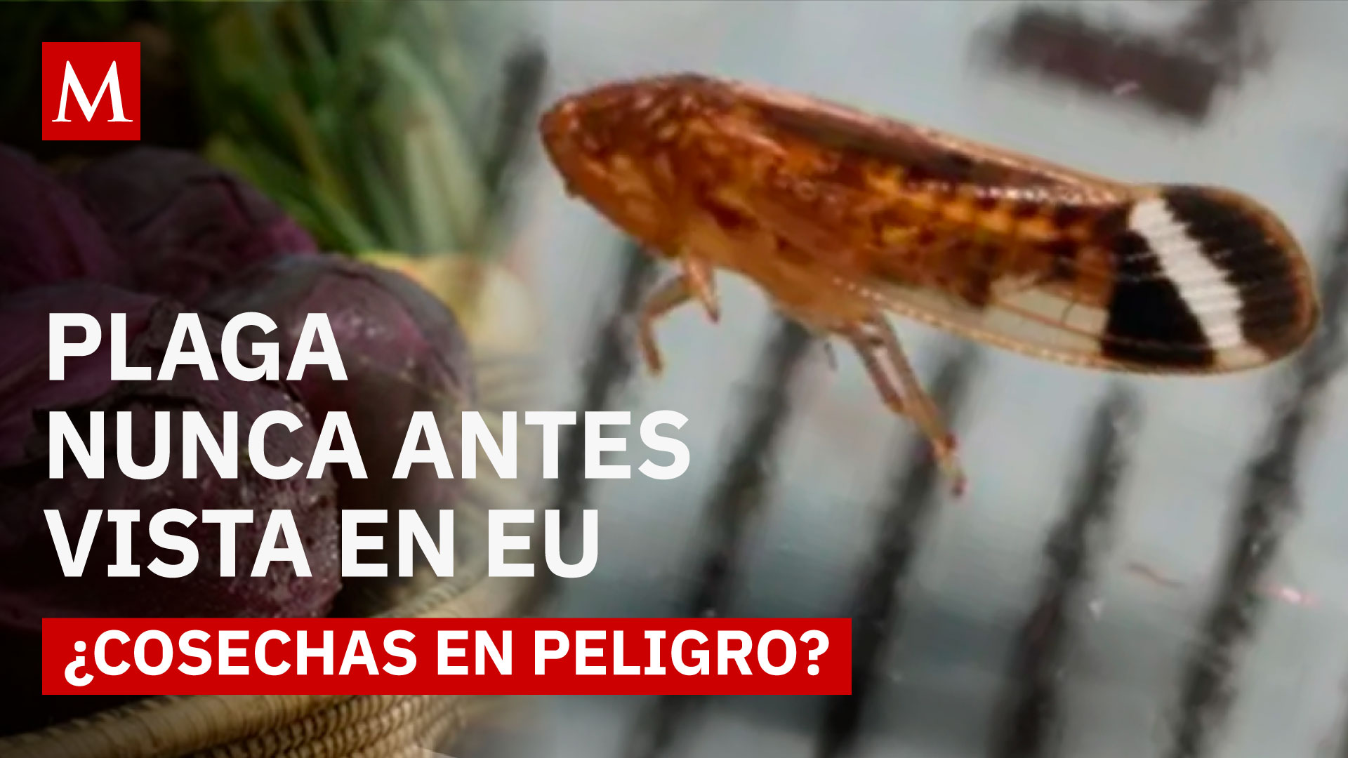 Insecto proveniente de México alerta a EU: ¿qué se sabe del Osbornellus salsus?