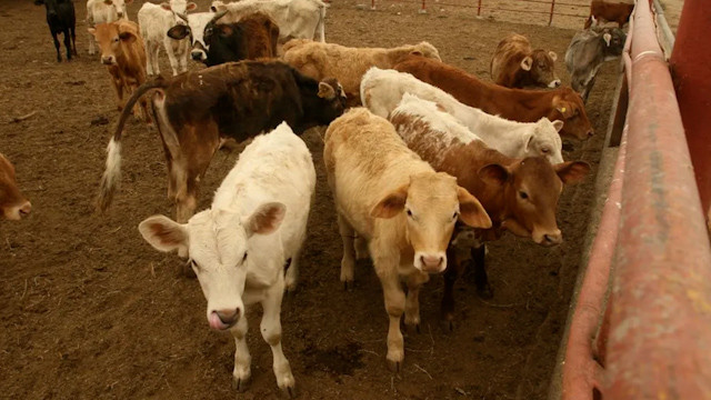 Nuevo León supera los dos casos de gusano barrenador, confirma Senasica