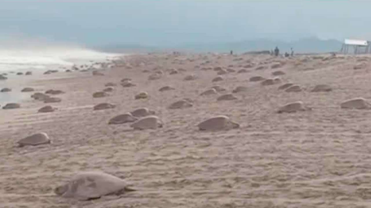 Más de 220 mil tortugas golfinas llegan a la Playa Morro Ayuta para anidar | Milenio Hábitat