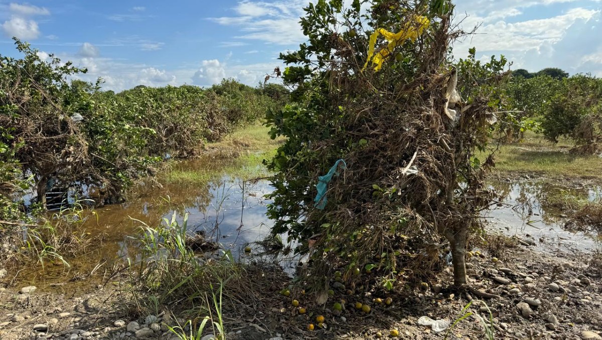 Álamo Temapache enfrenta una situación crítica tras las inundaciones registradas. | Foto: Especial
