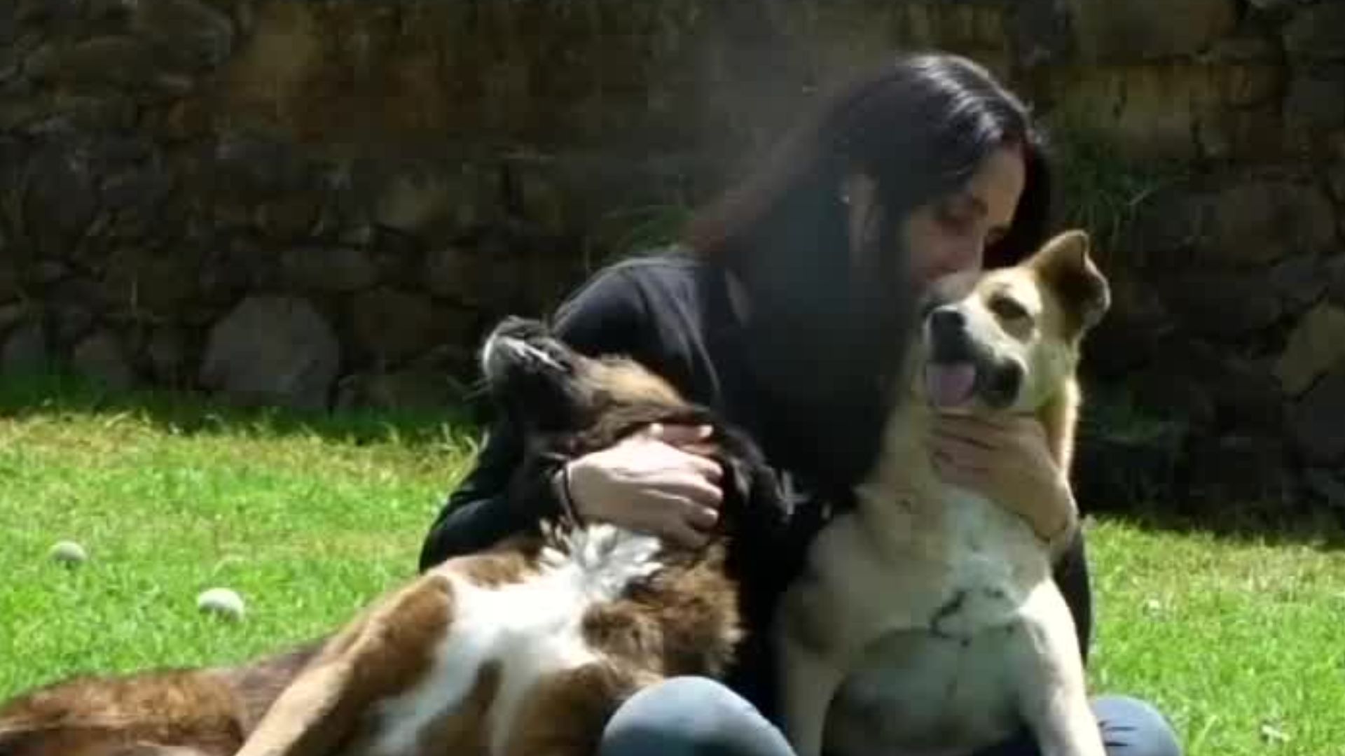 Seis de cada diez tutores prefieren estar con su mascota al estar estresados antes que con su pareja