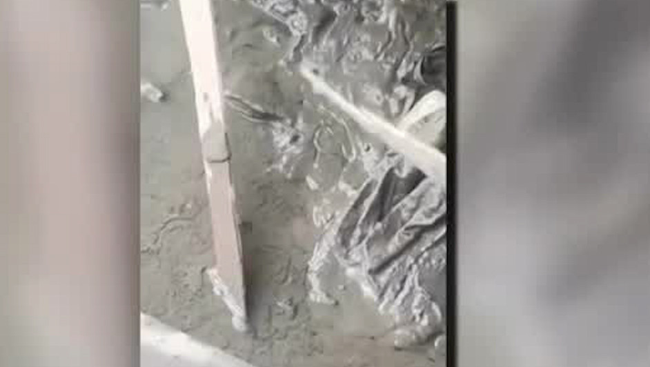 Gusanos cola de rata invaden calles de Veracruz tras inundaciones