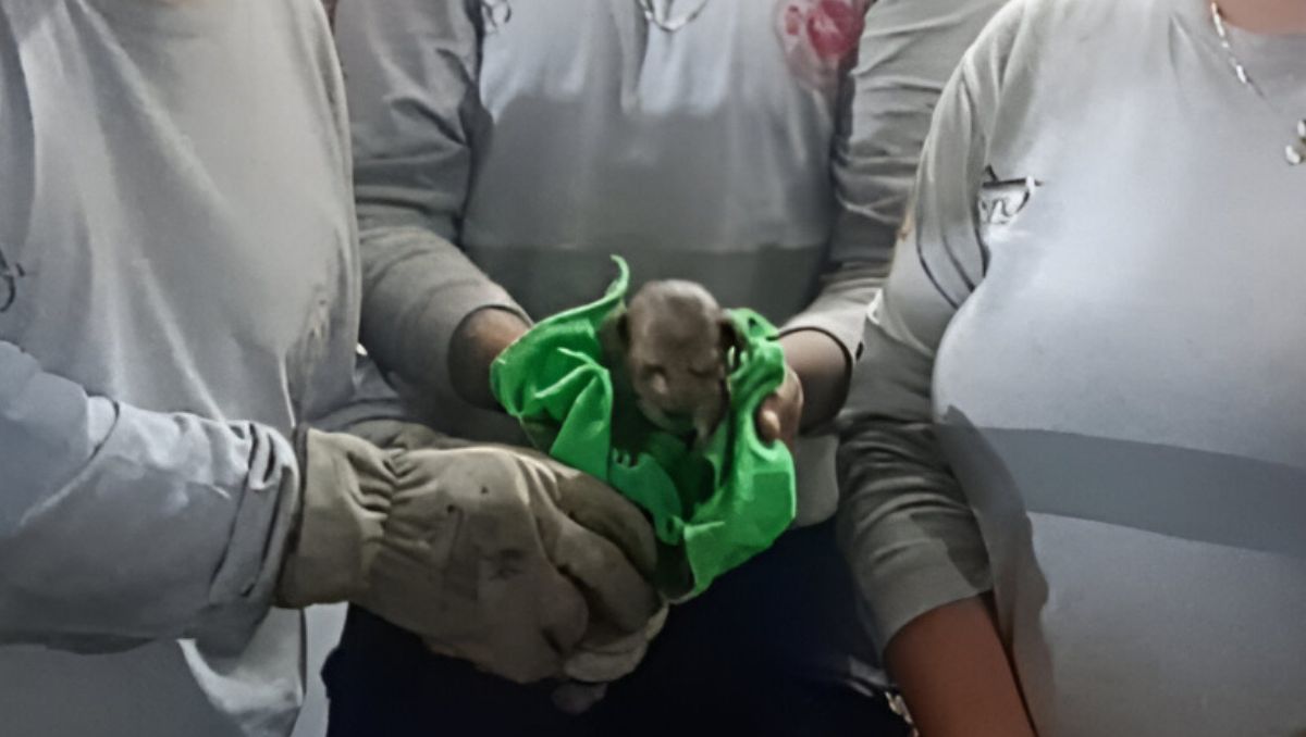 El inciente ocurrió en el fraccionamiento Residencial Acacias de Lerdo, Durango. | Especial