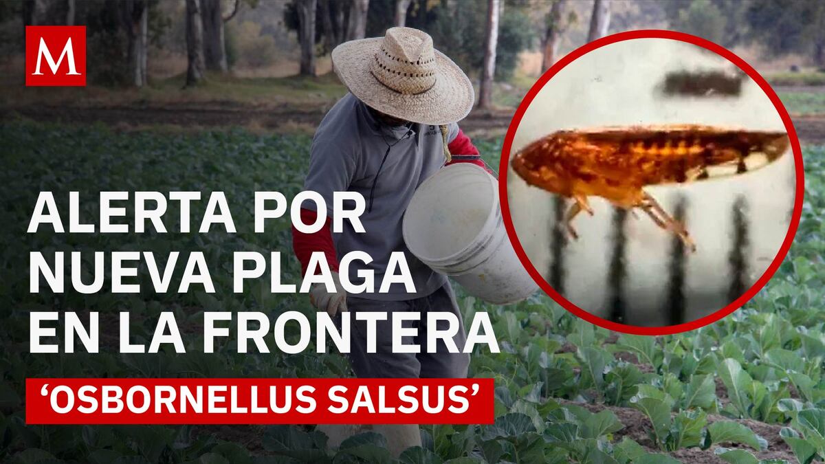 Insecto proveniente de México alerta a EU: ¿Qué se sabe?