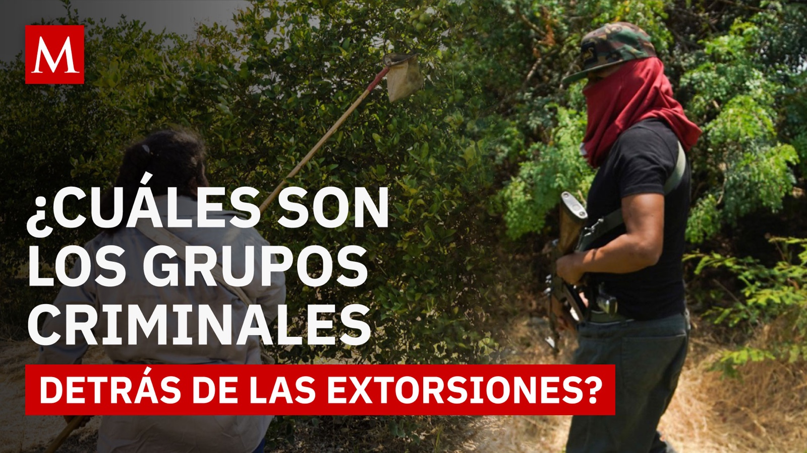 Limoneros en Michoacán bajo amenaza: conoce a los grupos criminales que operan