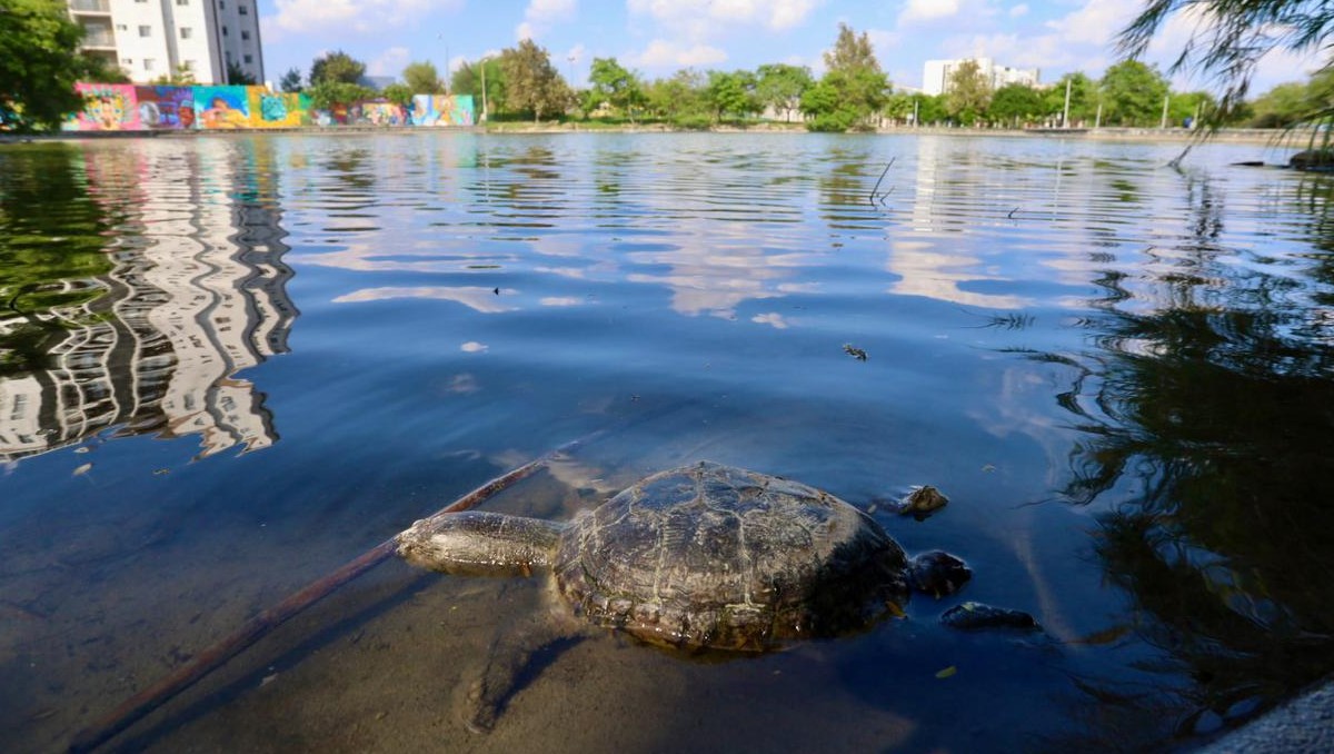 En el lugar se localizaron tortugas y peces muertos. Foto: Roberto Alanís