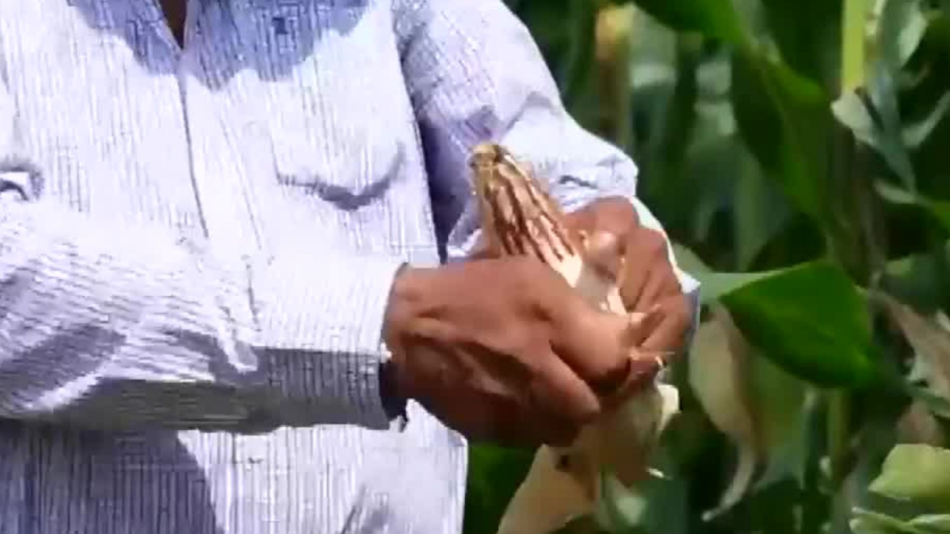 En Oaxaca, productores de maíz y sorgo señalan abandono por parte del gobierno