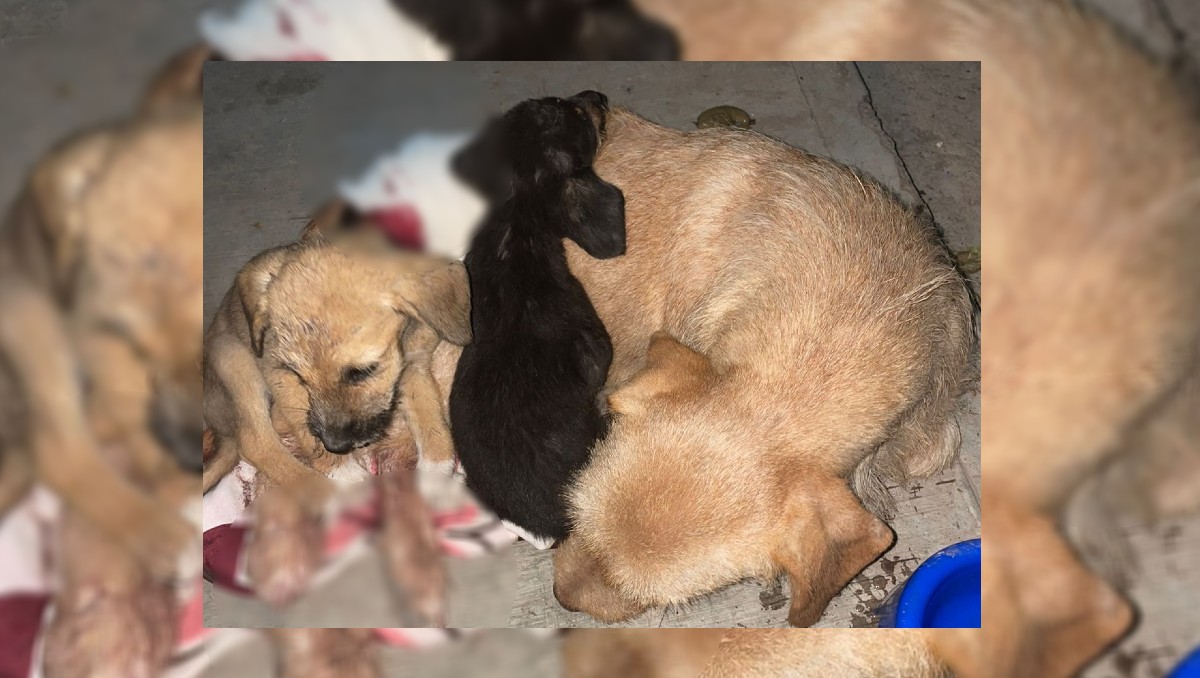 La perrita tuvo que ser dormida, mientras que sus crías reciben atención. (Especial)