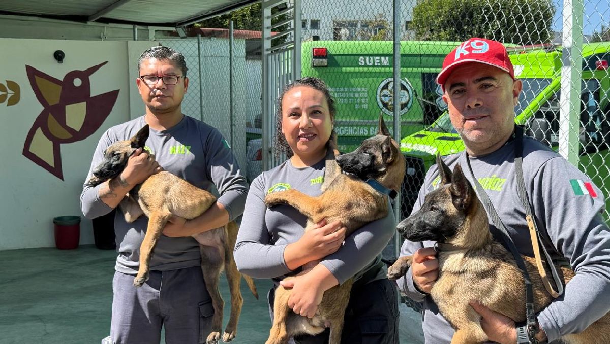 Los perros son entrenados desde pequeños para darles disciplina y se enfoquen en las labores de rescate. Foto: (Mario C. Rodríguez)