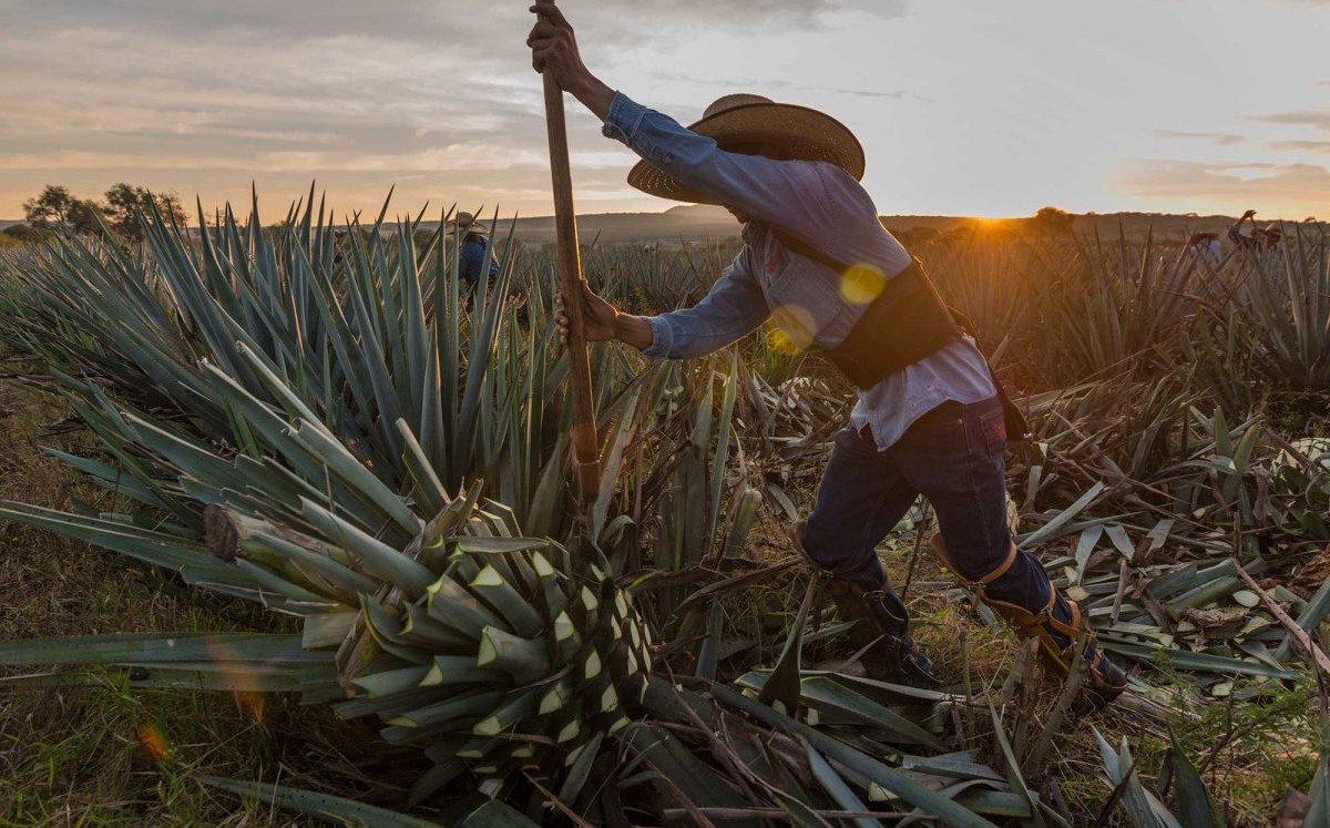 El 70% de los productores de mezcal ya reciben algún apoyo del gobierno estatal. | Animal Gourmet (web)