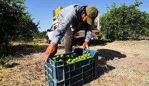 Imagen de un productor limonero de Apatzingán, en Michoacán