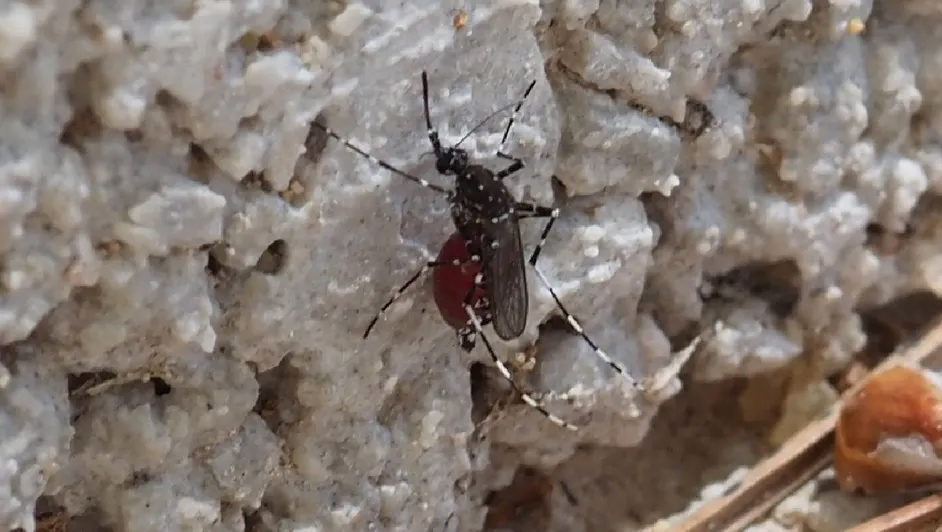 Detectan en Yucatán nuevo 'supermosquito' capaz de transmitir dengue, zika, y más