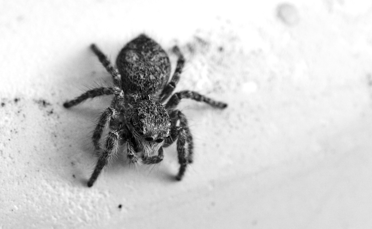 "El destino de la araña es vivir". (Freepik)