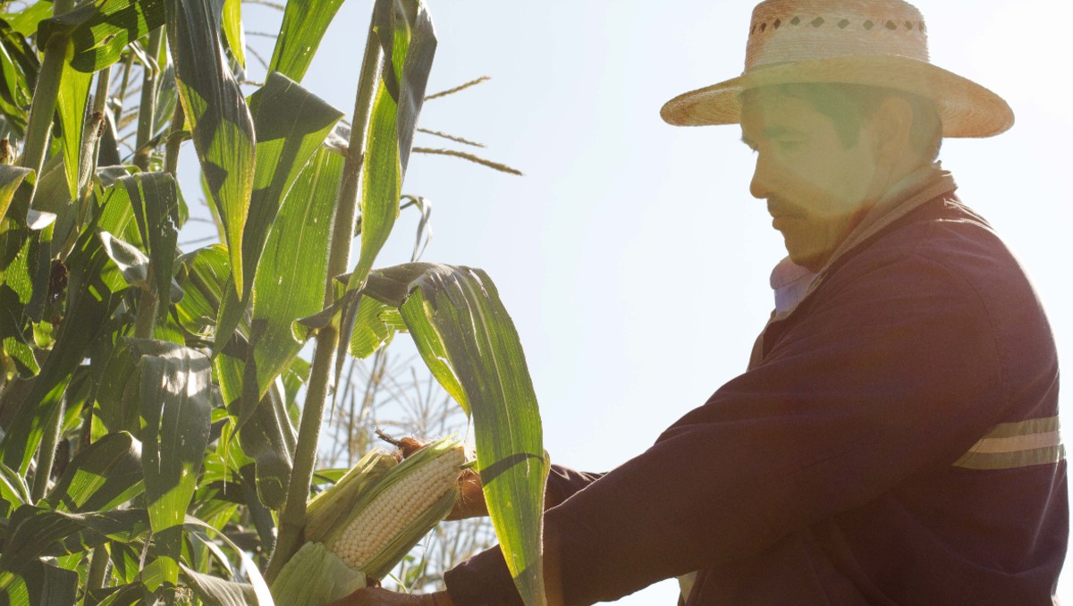 IP pide reforzar seguridad ante violencia a productores del campo en Michoacán. | ESPECIAL