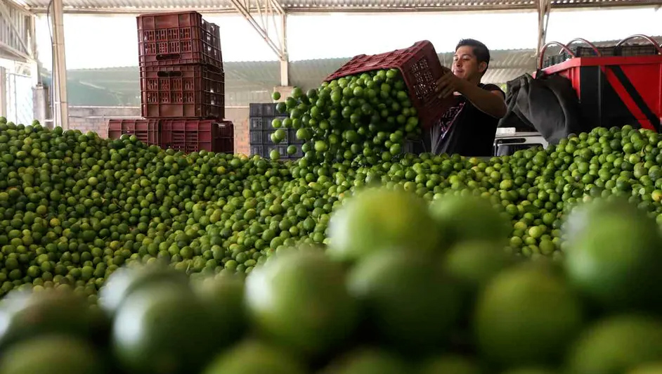 Los grupos criminales detrás de la extorsión a limoneros en Michoacán