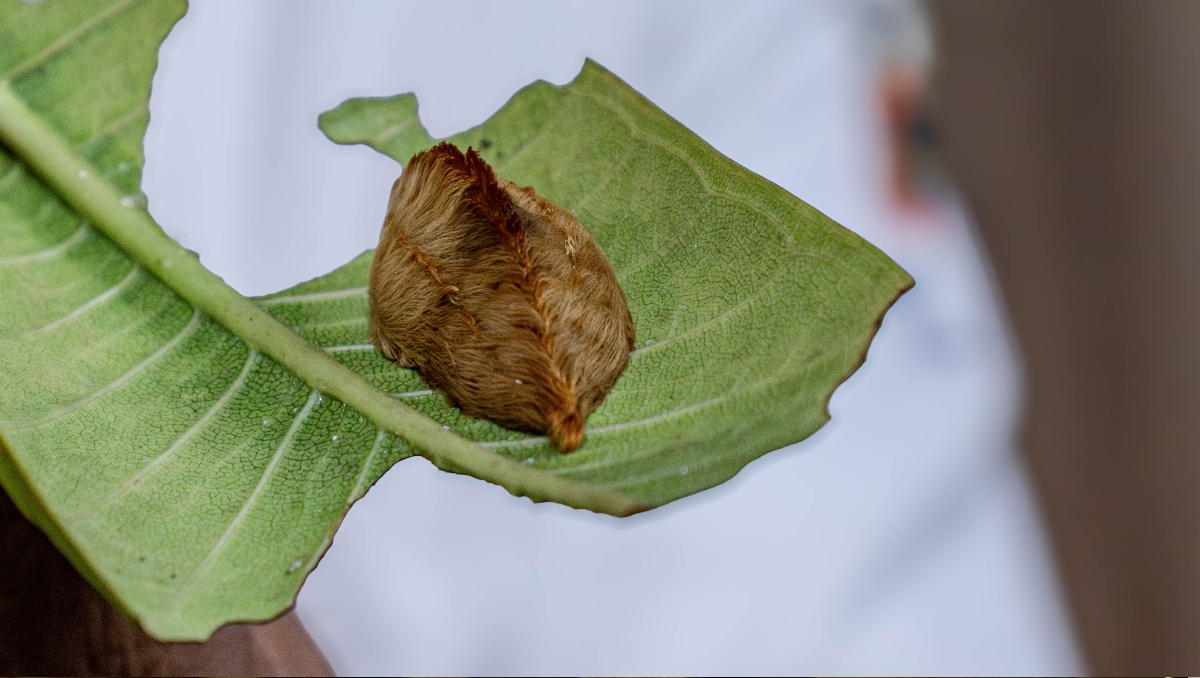 Megalopyge opercularis es el nombre científico de este especimen (Foto: Cortesía UdeG)