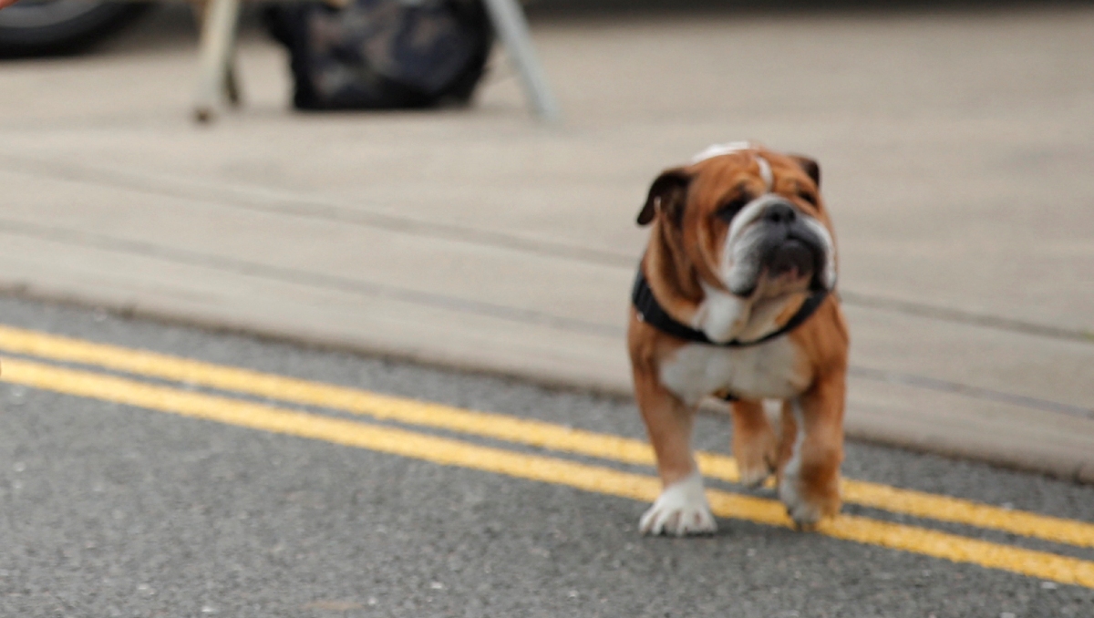 Gran Premio de México rinde homenaje a Roscoe, perrito fallecido de Lewis Hamilton (Reuters)
