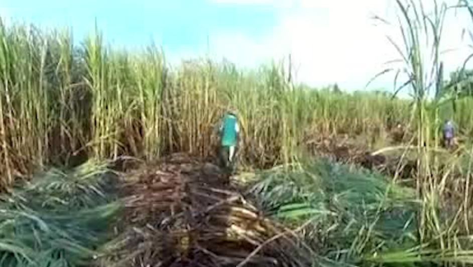 Productores cañeros reportan pérdidas de mil millones de pesos por plagas y lluvias en el año