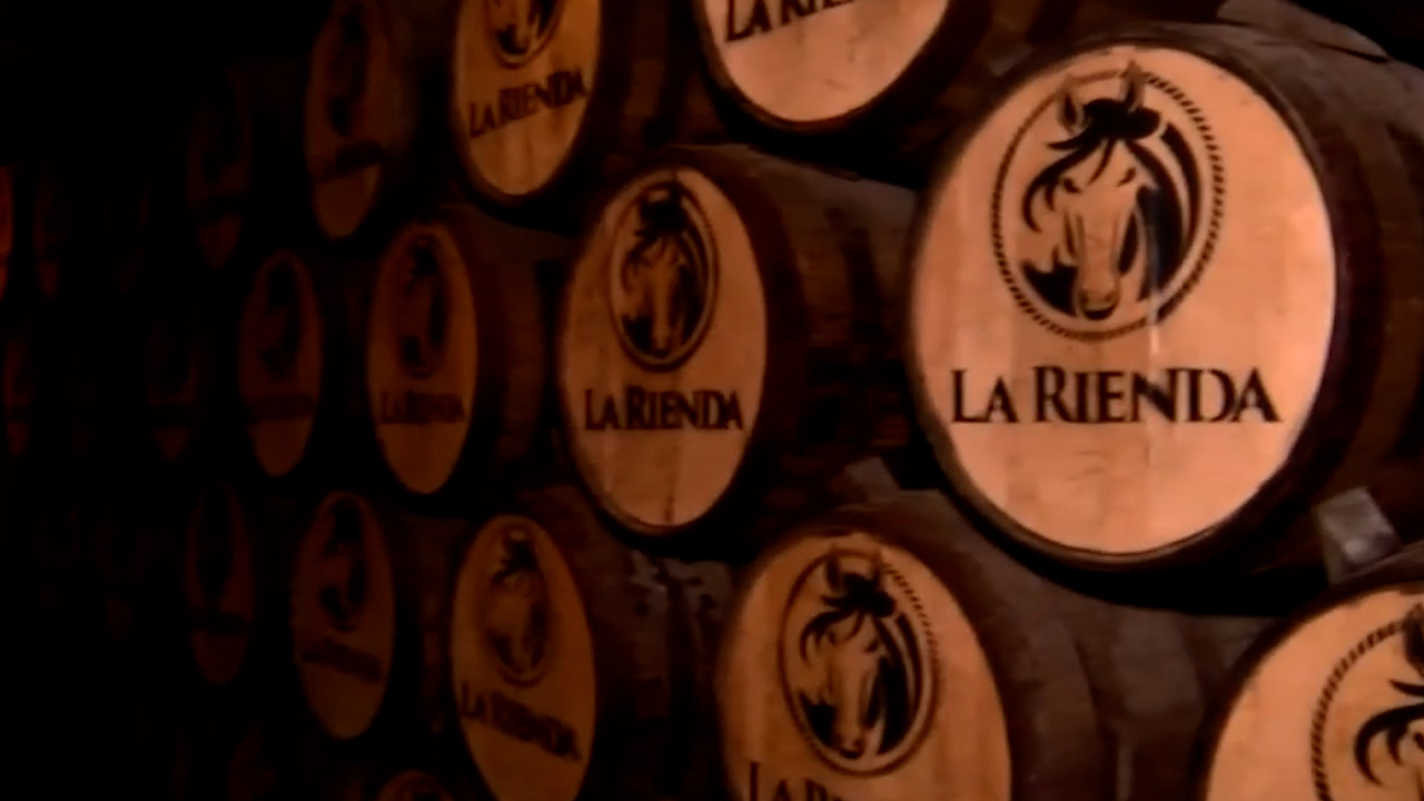 Del agave al tequila: el proceso detrás de la bebida mexicana más icónica