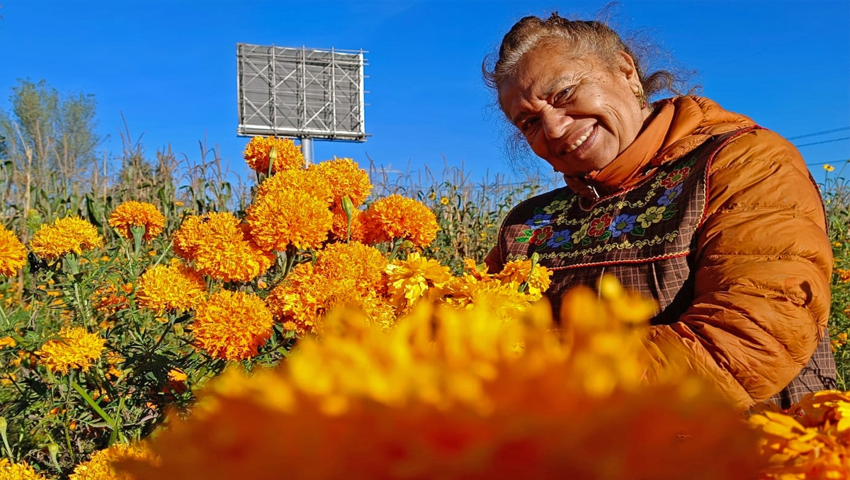 Cempasúchil agro orgánica: producción por Día de Muertos en Puebla | Leslie Mora