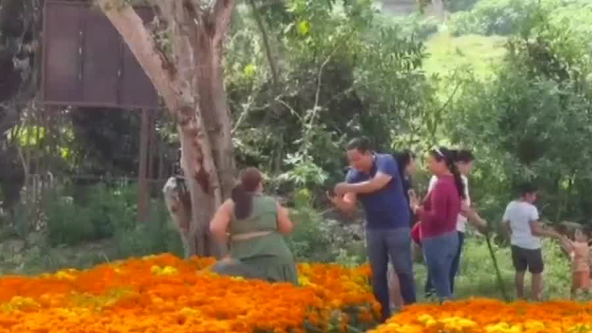 Colima abre sus puertas al público al campo con tres variedades de flor de cempasúchil