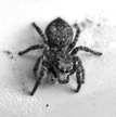 araña