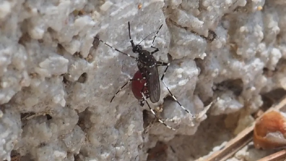 Emiten alerta en Yucatán por presencia del mosquito Aedes vittatus