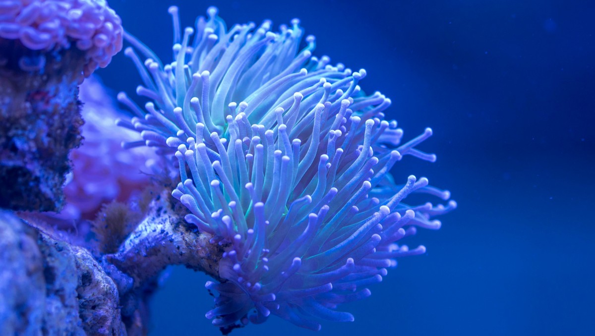 Imagen ilustrativa de un coral | Pexels