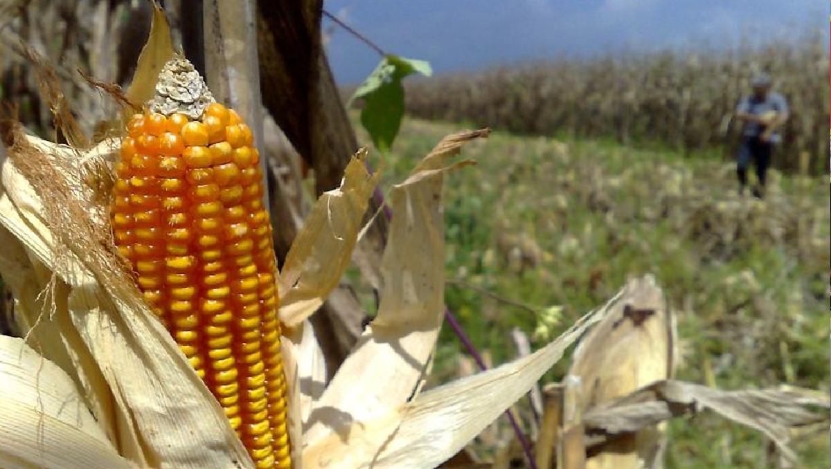Agricultores de Jalisco exigen ajustes en el precio del maíz (Foto: Especial)