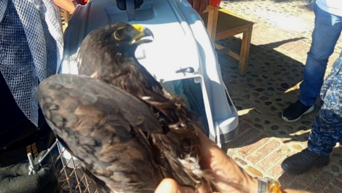 El águila negra se encontró sumergida en el agua. | Especial