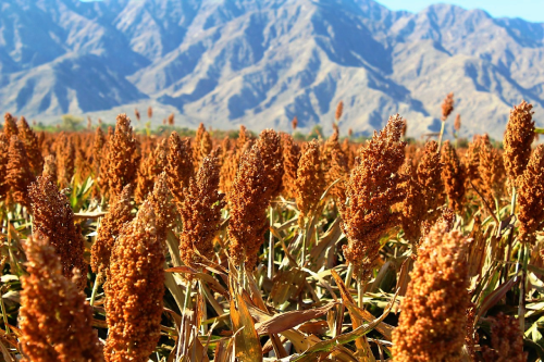 Aumenta la importación de sorgo por menor producción nacional. | Foto: Especial.