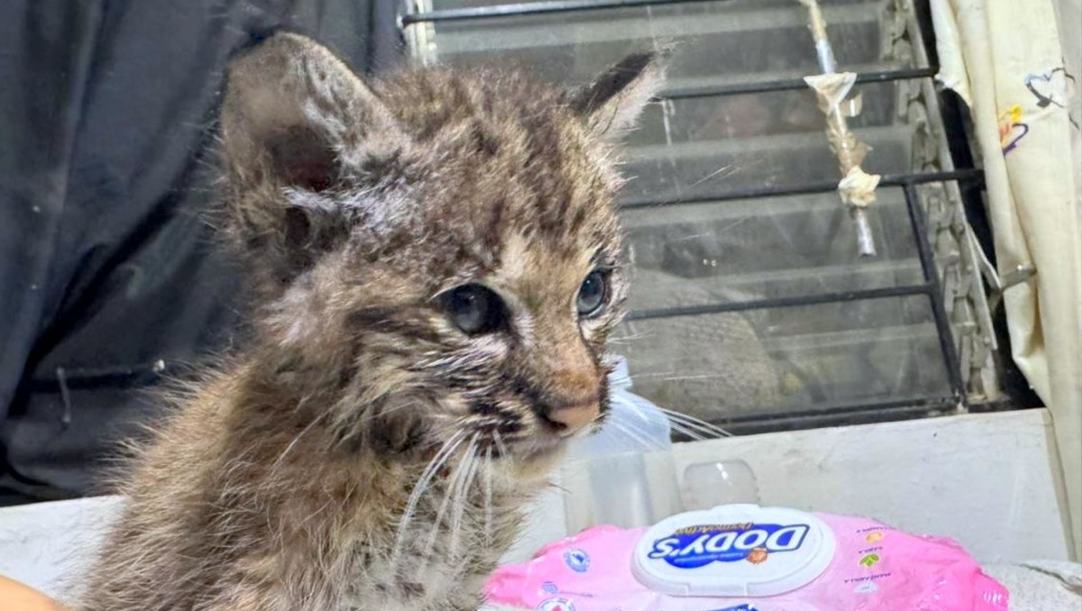 Cachorro de lince rescatado por la Unidad de Acopio y Salud Animal Municipal de Tlajomulco (Cortesía)