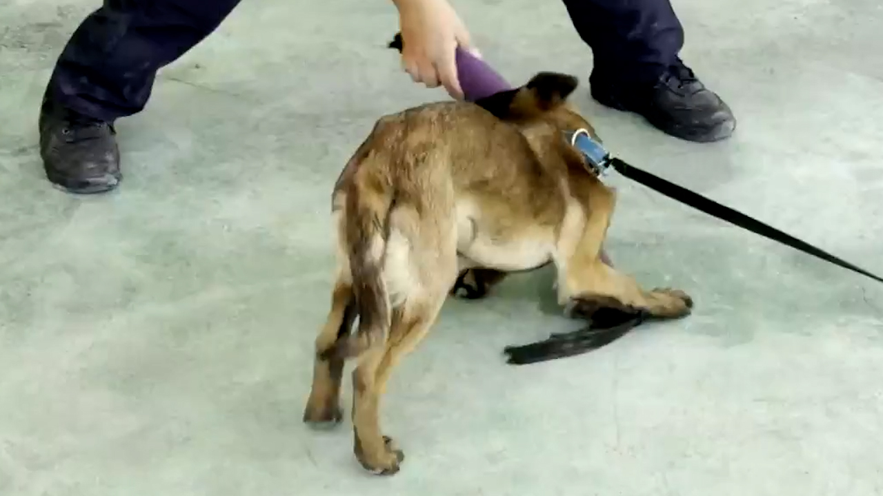 Entrenan en Edomex a unidad canina para búsqueda de personas desaparecidas