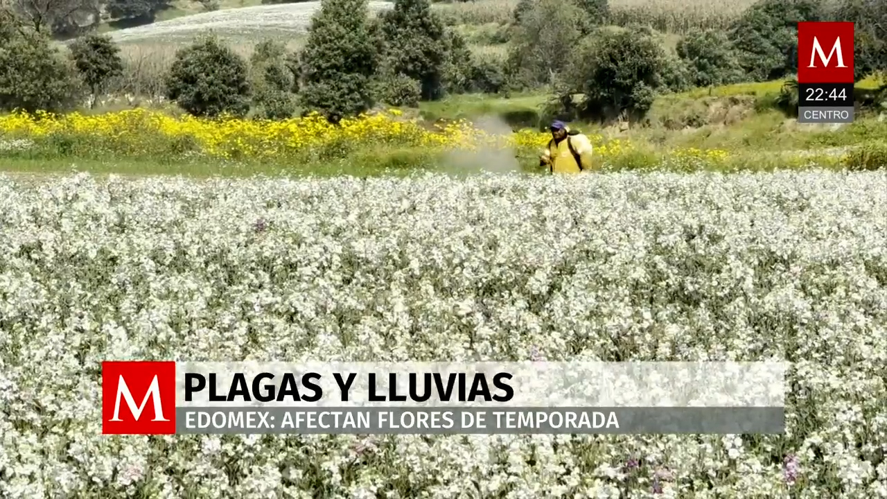 Floricultores del Valle de Toluca enfrentan plagas y retrasos por lluvias antes del Día de Muertos