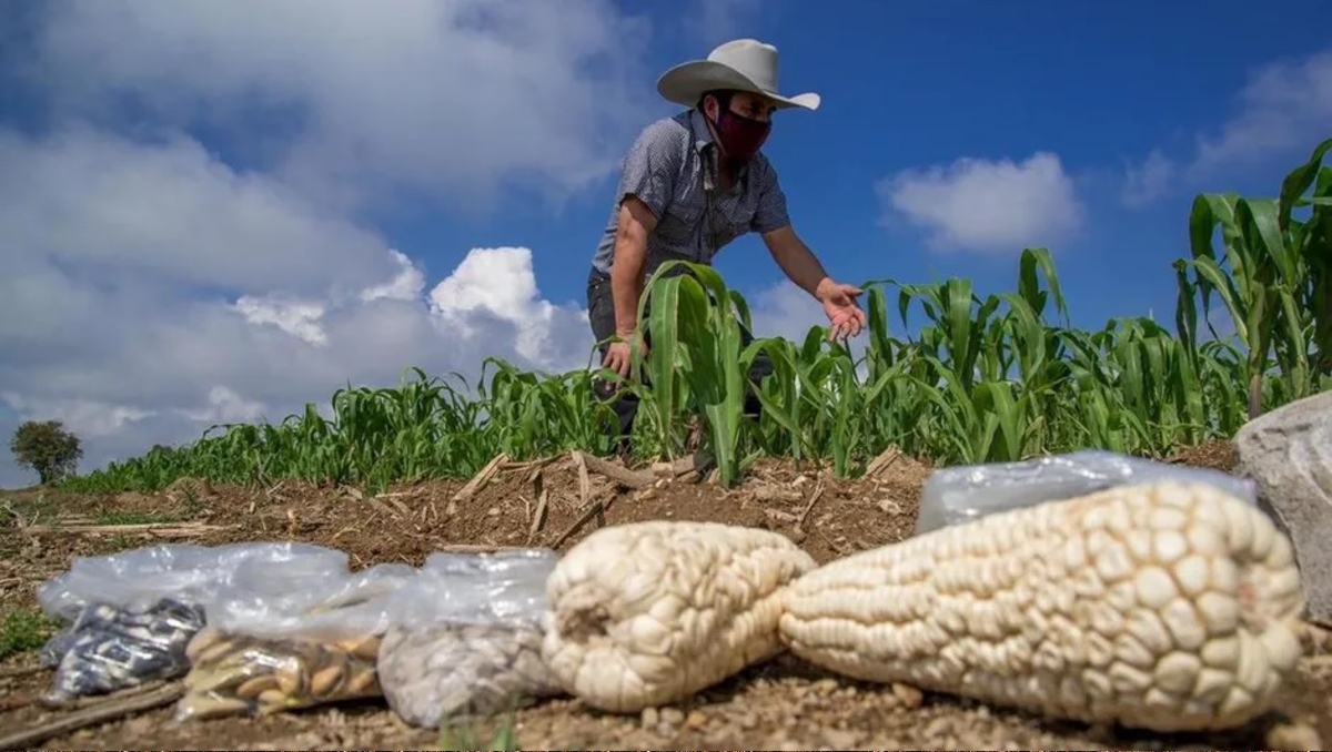 Los pequeños productores urgen por un ajuste en el precio del maíz (Foto: Especial)