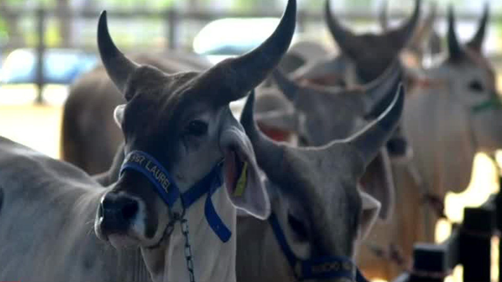 En Yucatán, la plaga del gusano barrenador ya afecta a 86 municipios, afectando a toros y caballos