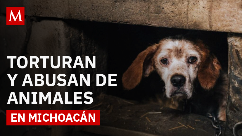 Denuncian casos de tortura y abuso contra animales; activistas exigen justicia